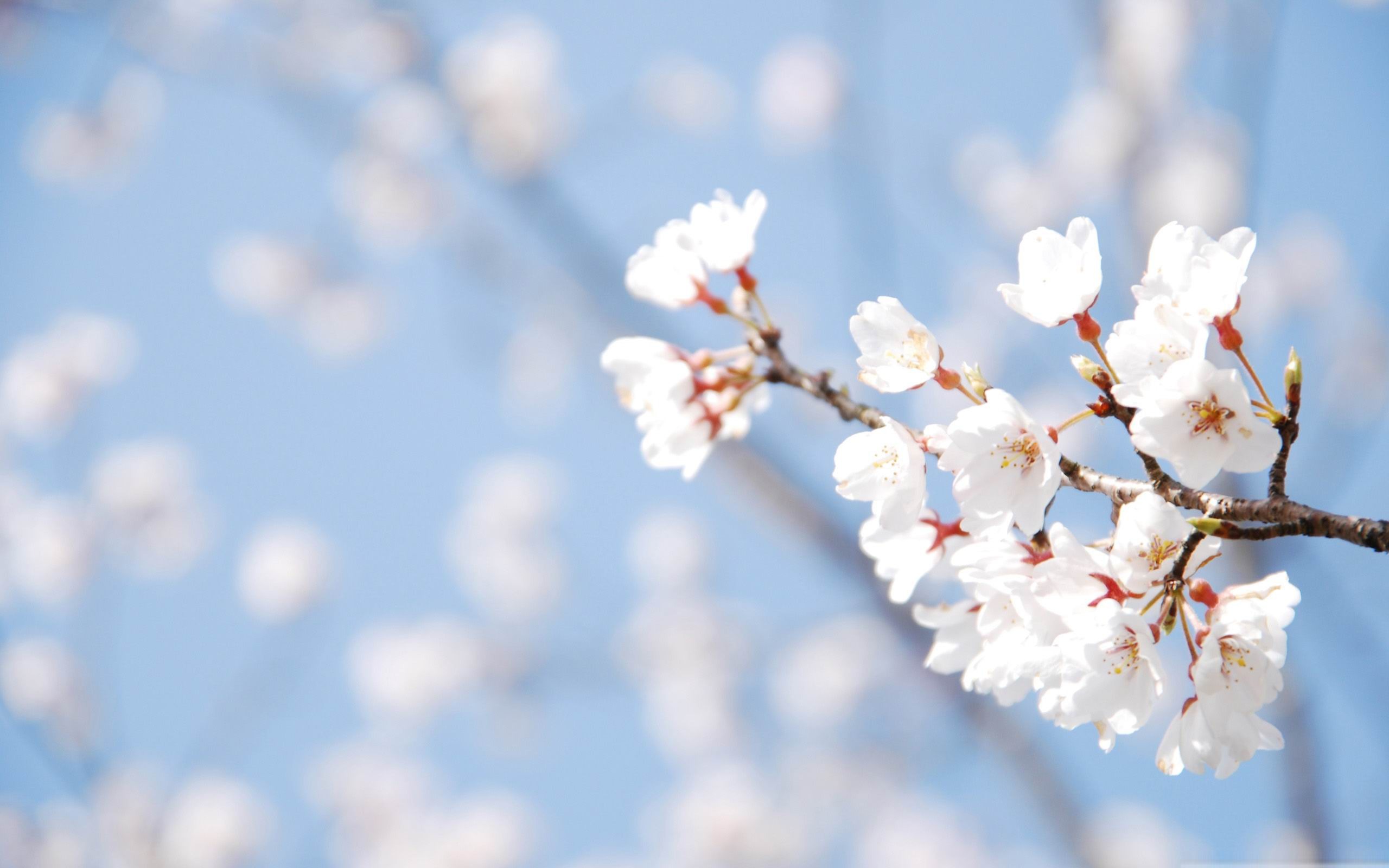 Hd Cherry Blossom Spring - HD Wallpaper 