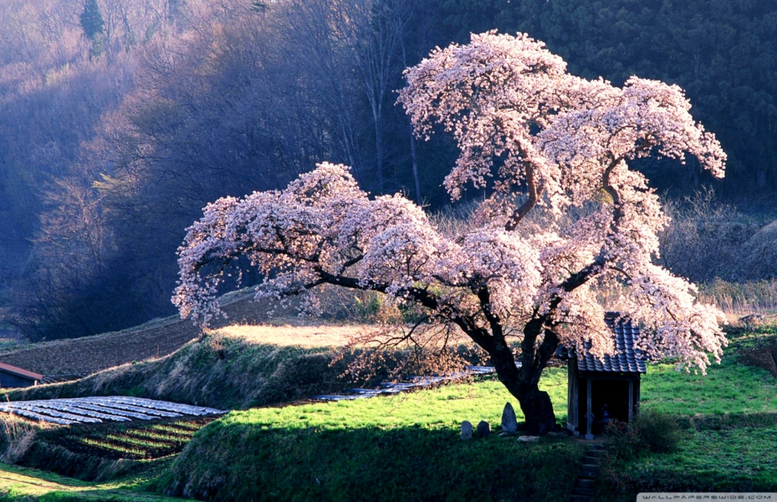 Spring In Japan ❤ 4k Hd Desktop Wallpaper For 4k Ultra - Spring Wallpaper Japan - HD Wallpaper 