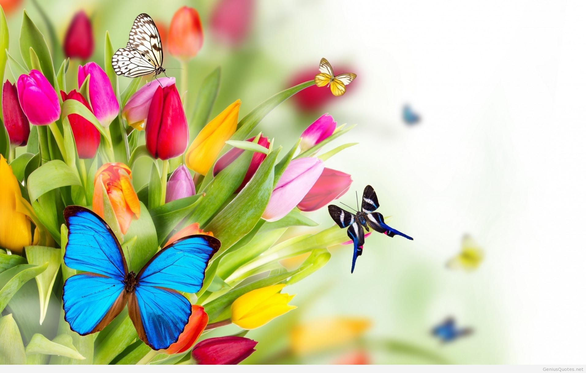 Spring Wallpapers - Flowers Hd Photo Background - HD Wallpaper 