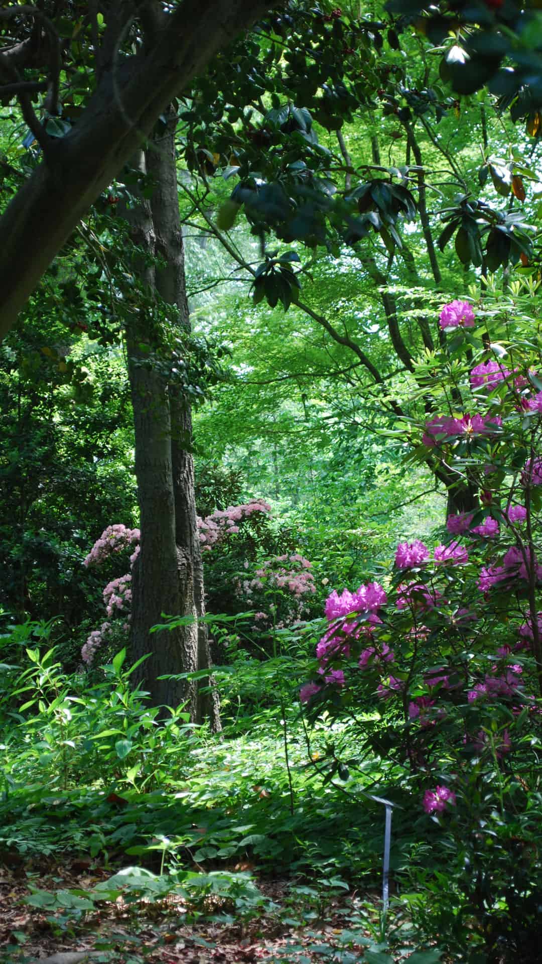 Spring Garden With Flowers And Green Trees - Bougainvillea - HD Wallpaper 