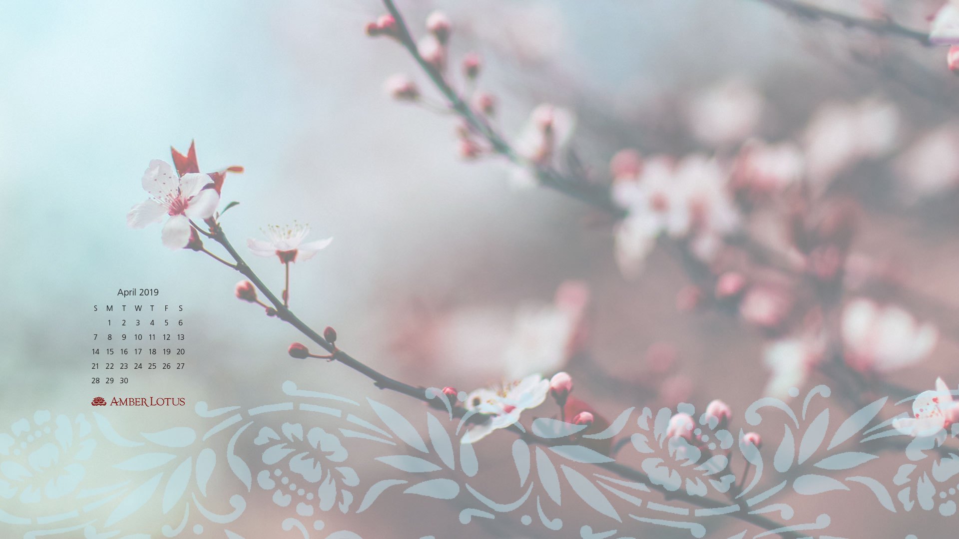 Shillong Cherry Blossom Festival - 1920x1080 Wallpaper - teahub.io