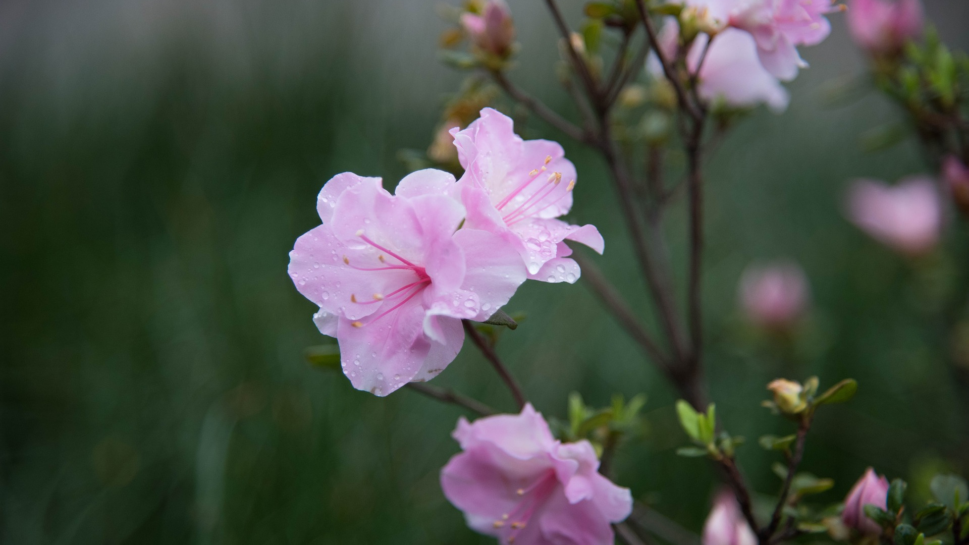 Wallpaper Pink Flowers, Spring, Blur - Four O'clock Family - HD Wallpaper 