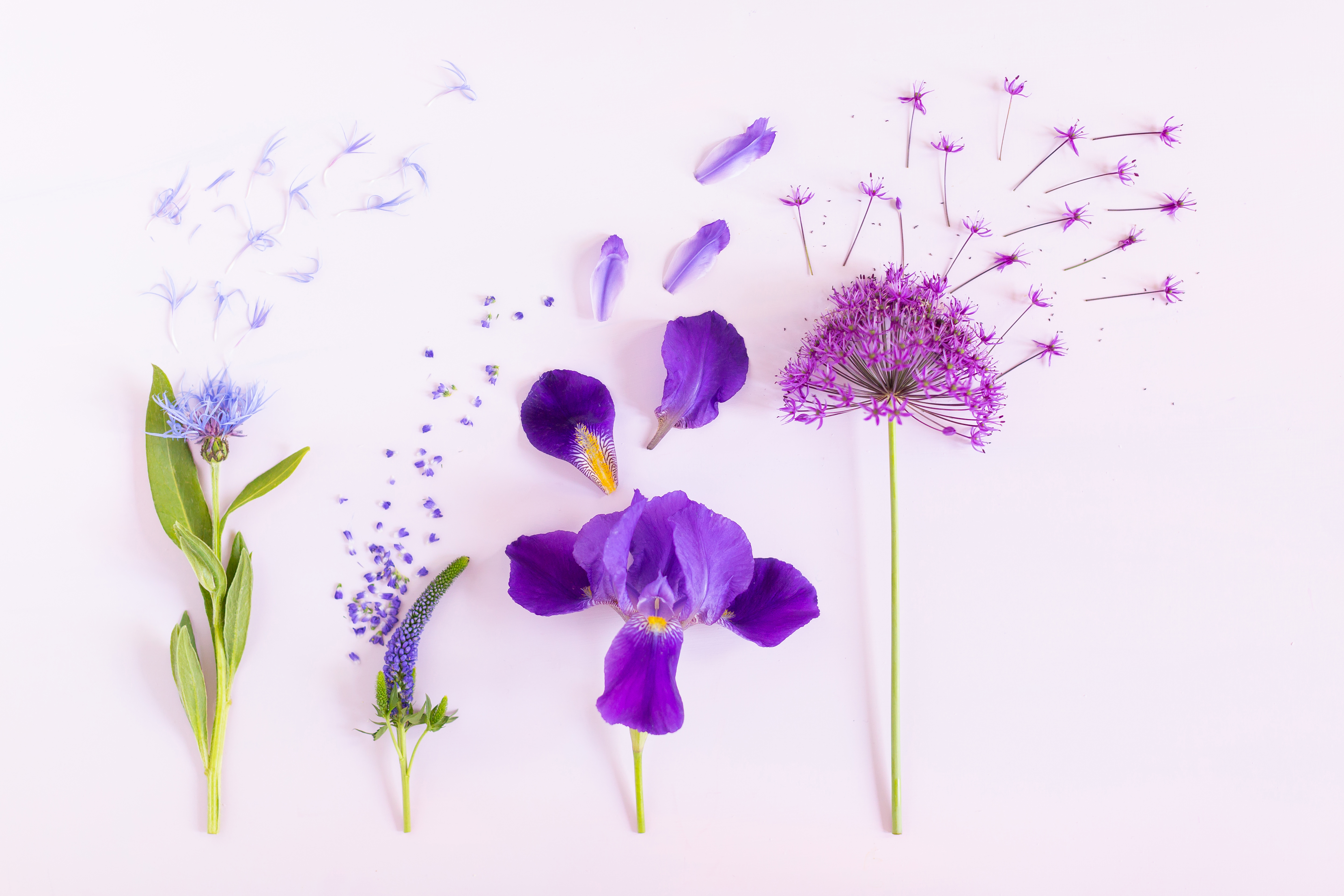 Digital Bloom - HD Wallpaper 