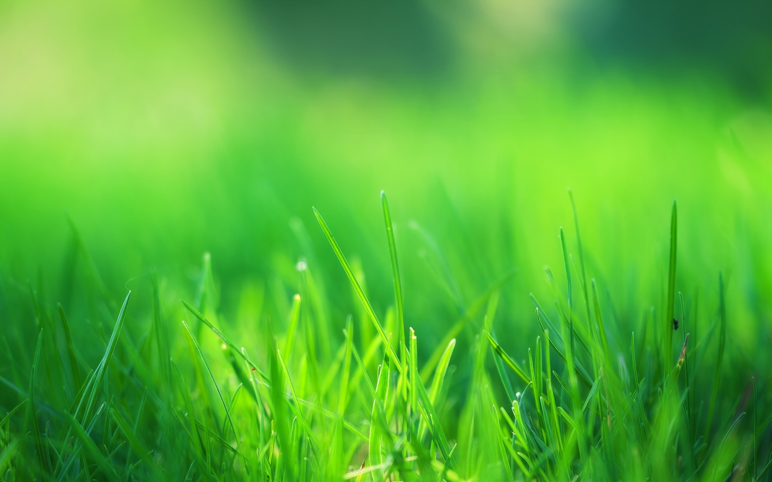 Green Grass Field - Green Wallpaper Hd - HD Wallpaper 
