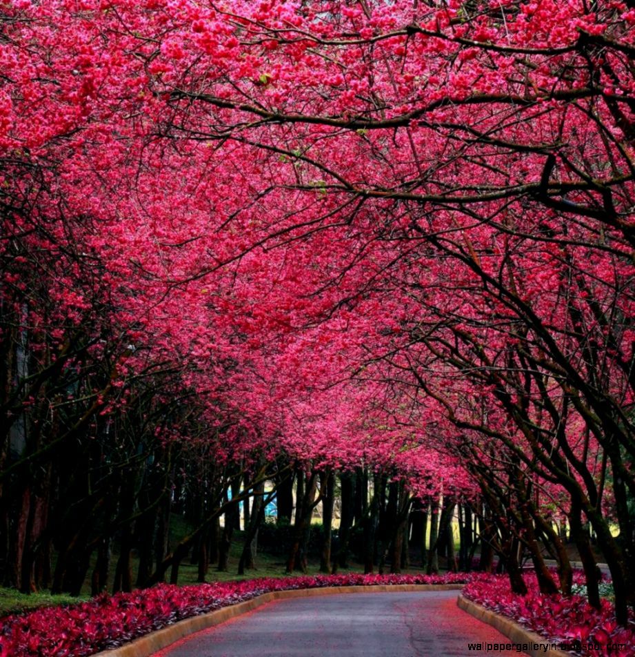 Pink Tree Nature Scenery Wallpaper - HD Wallpaper 