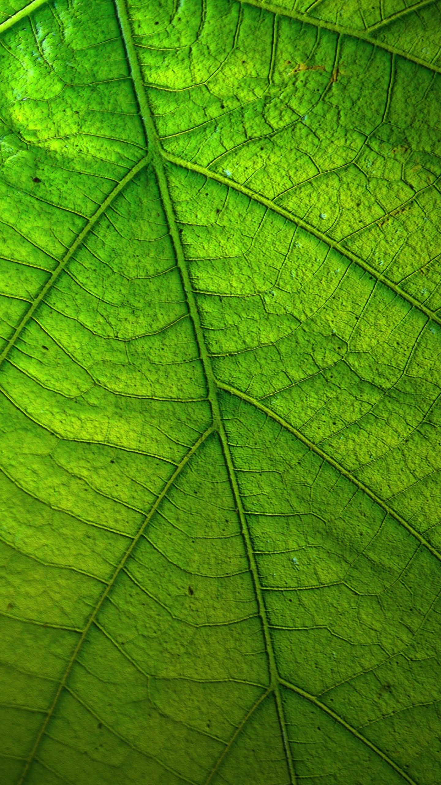 High Resolution Wallpaper Green - HD Wallpaper 
