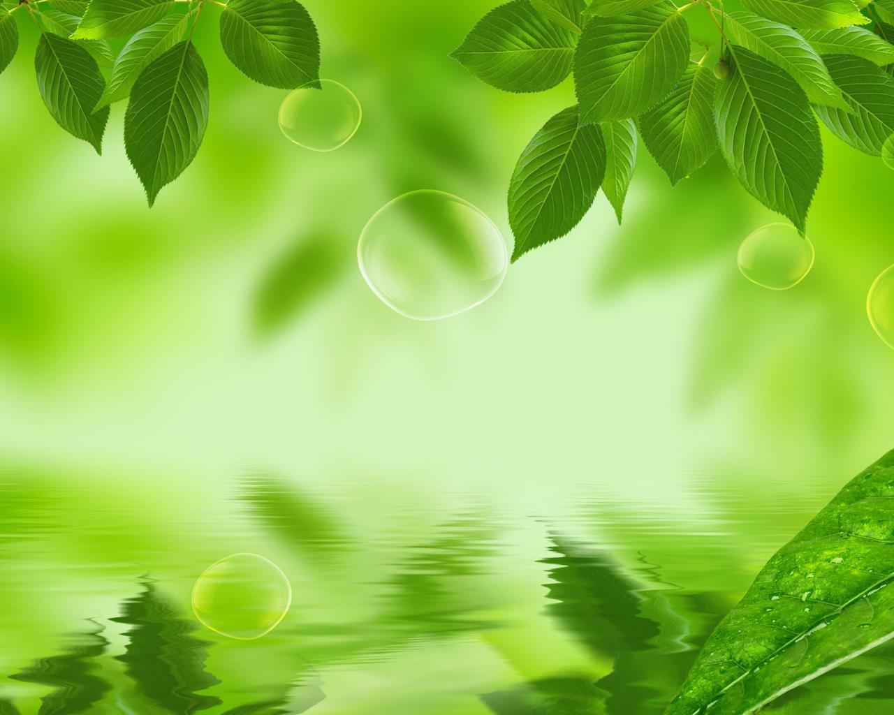 Nature Green Leaf Background - HD Wallpaper 