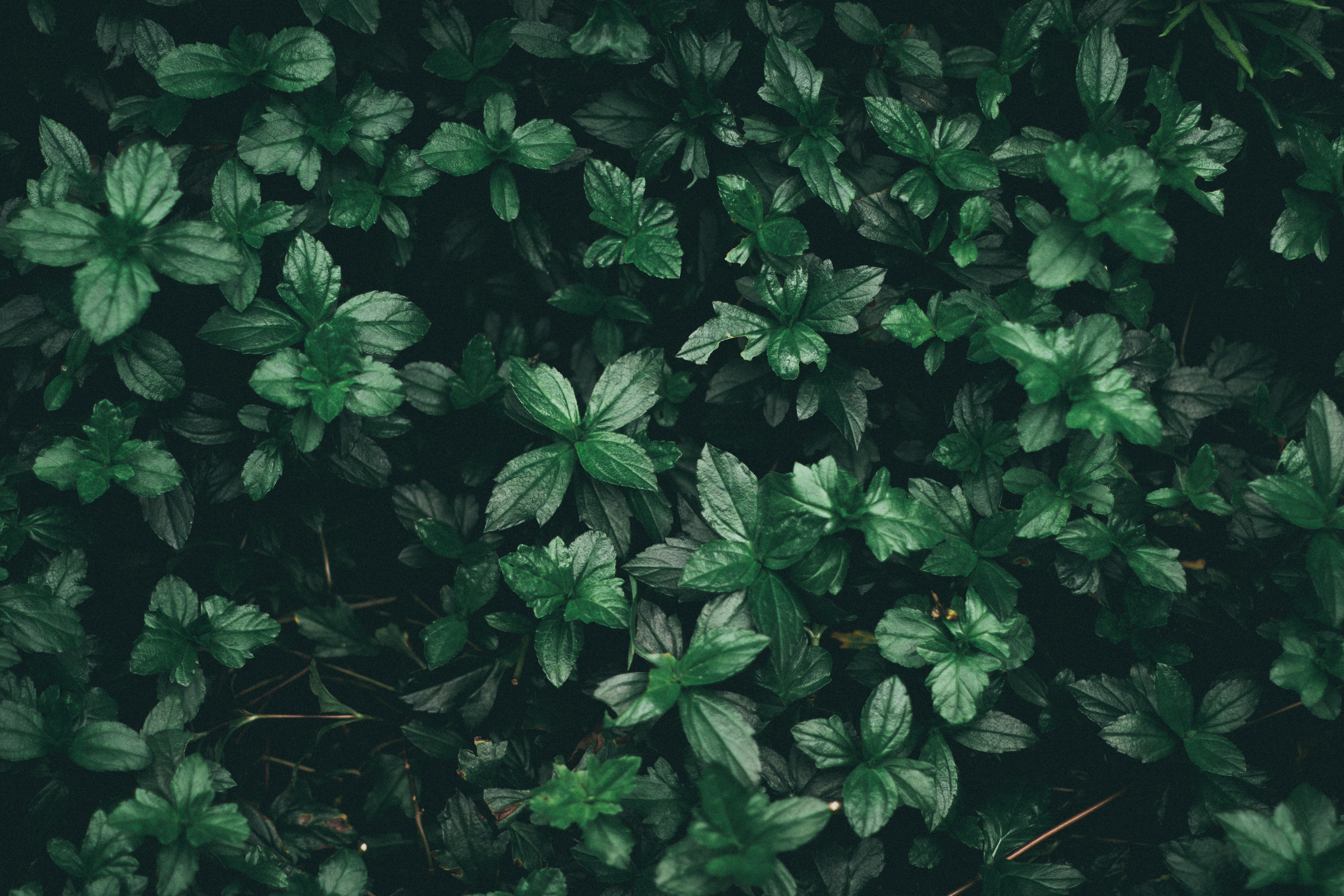 Wallpaper - HD Wallpaper 