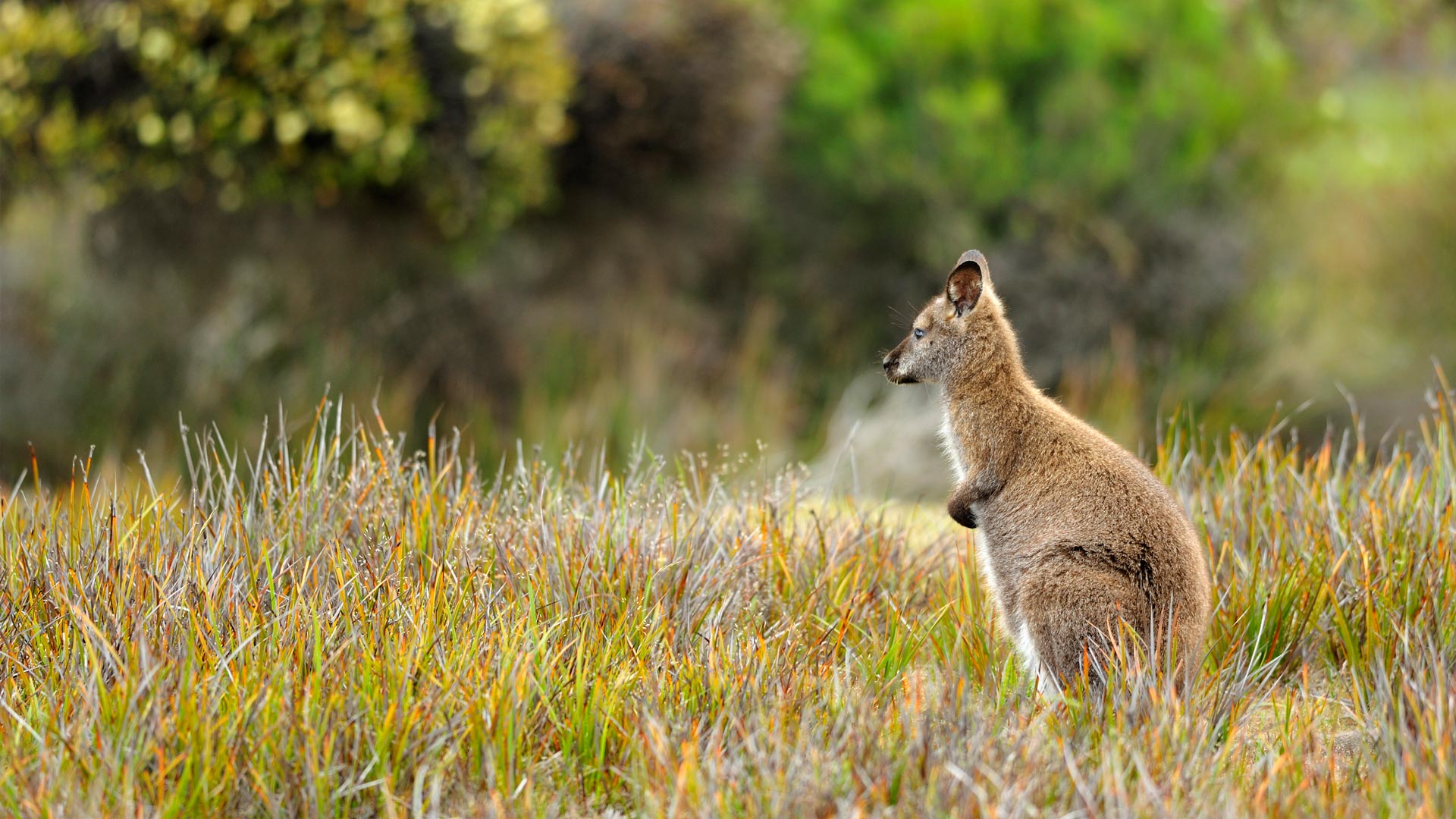 Wallaby Mt William - Grass - HD Wallpaper 