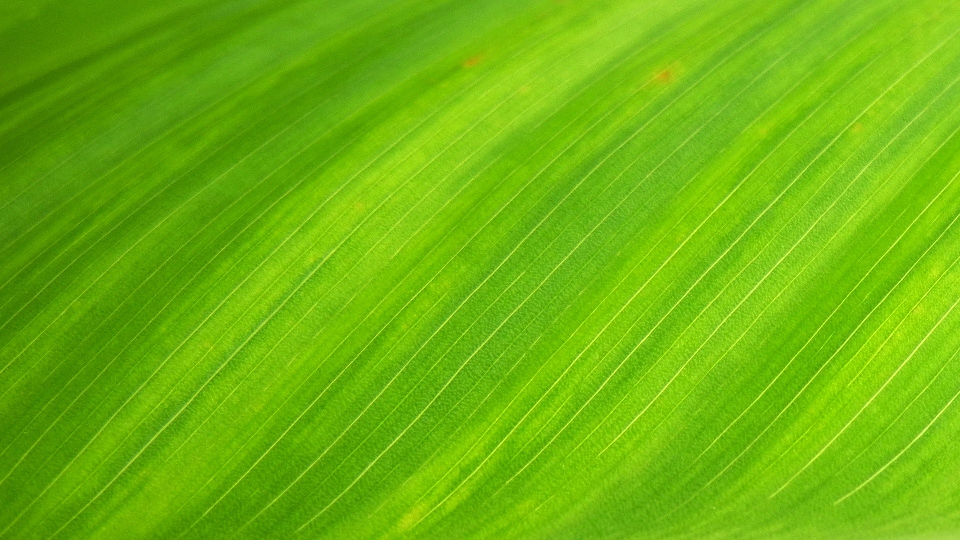 Green Wallpaper Nature - HD Wallpaper 