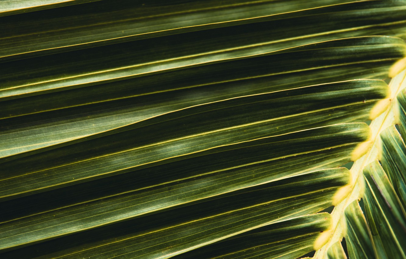 Photo Wallpaper Macro, Sheet, Palma, Green - Tints And Shades - HD Wallpaper 