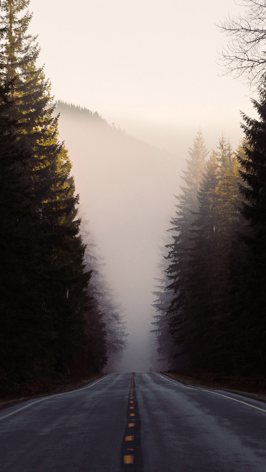 Pine Tree Wallpaper Iphone - HD Wallpaper 