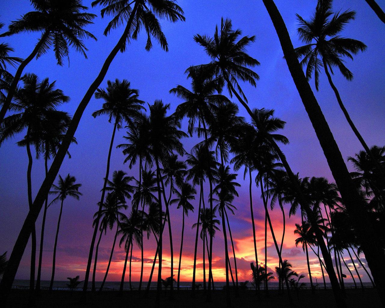 Free Pretty Backgrounds « Long Wallpapers 
 Data-src - Palm Tree Wallpaper Hd - HD Wallpaper 