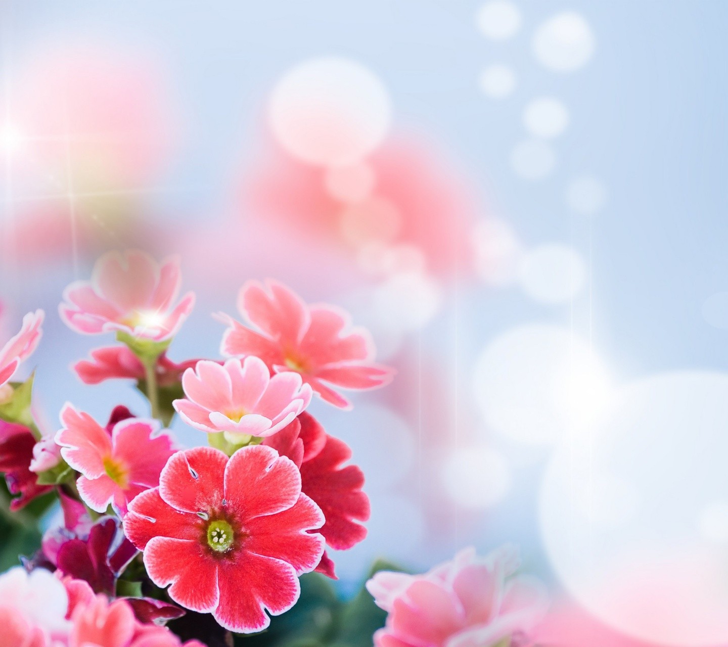 New Beautiful Wallpapers Flowers - HD Wallpaper 