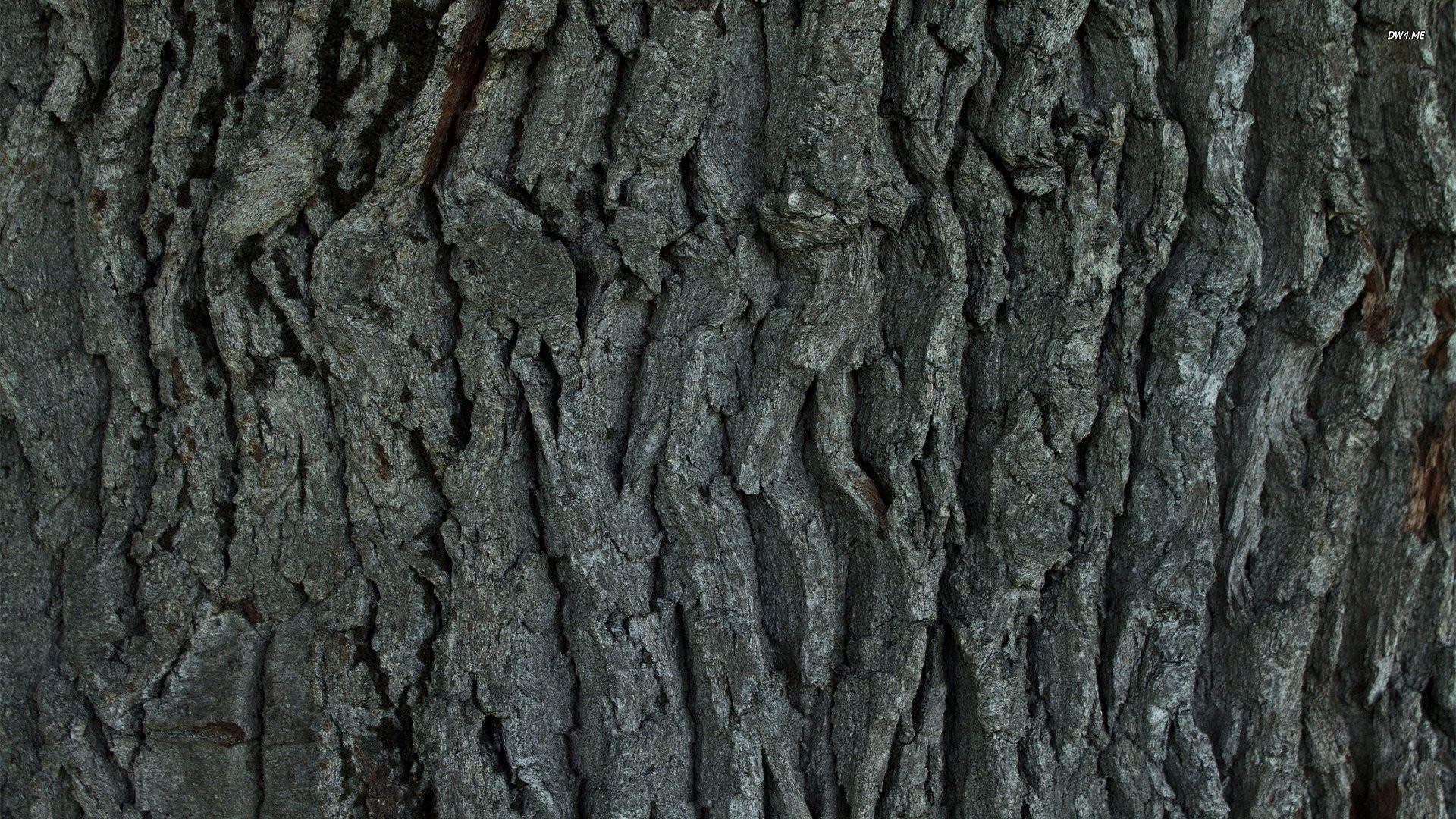 Bark By Scion Wallpaper Direct 
 Data-src - Bark - HD Wallpaper 