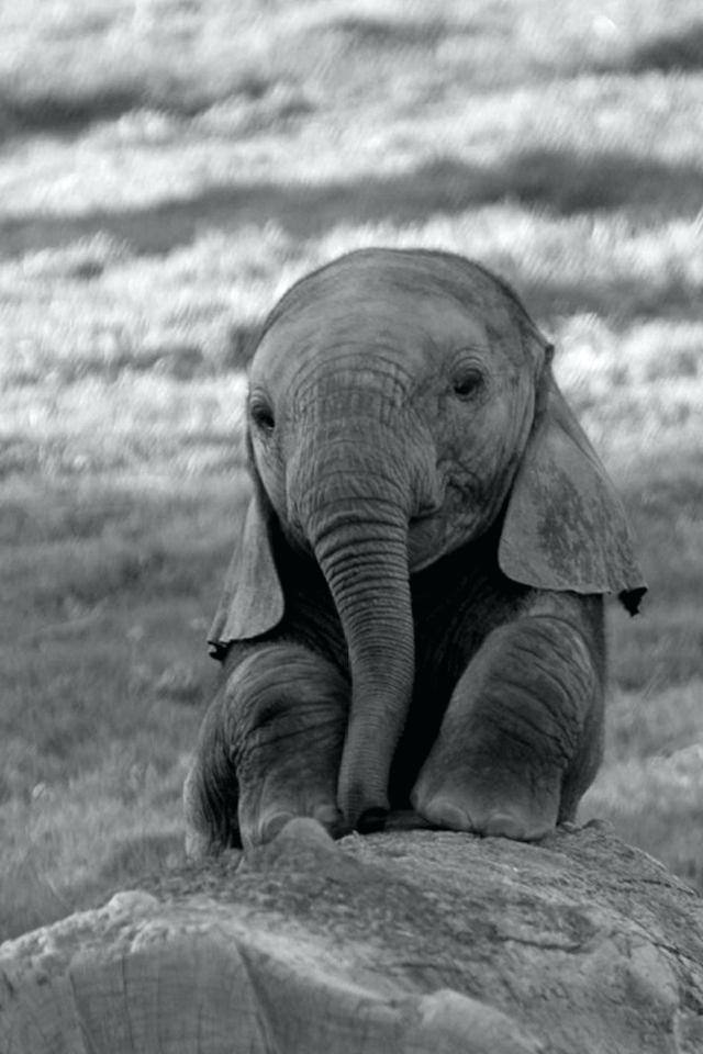 Baby Elephant Wallpaper For Iphone - HD Wallpaper 