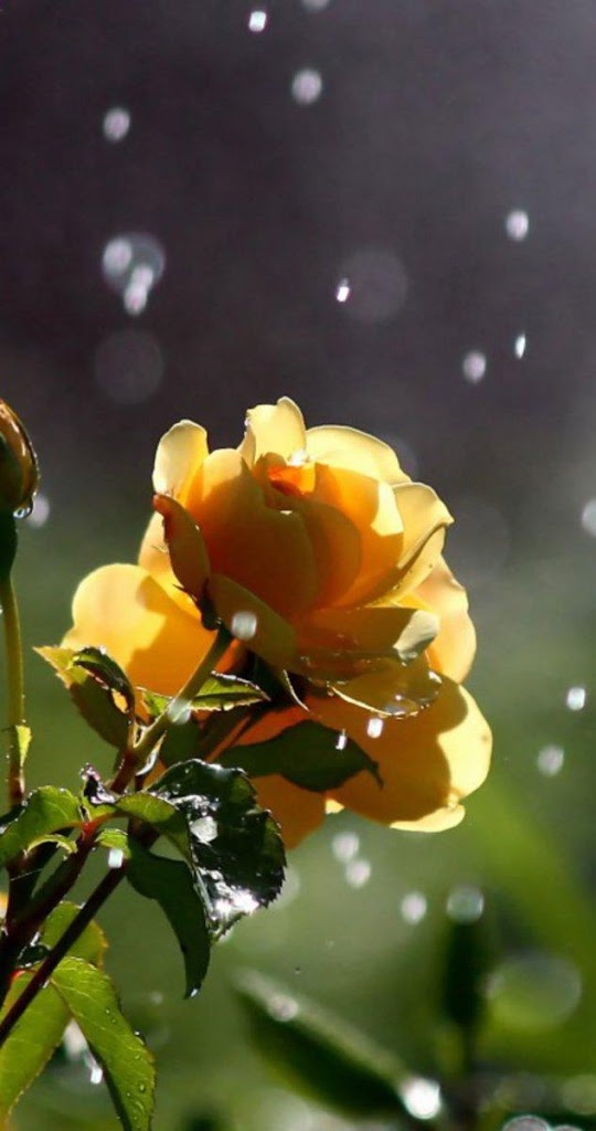 Flower Lock Screen Wallpaper - Lock Screen Rose - 540x1024 Wallpaper - Flower Lock Screen Wallpaper - Lock Screen Rose - 540x1024 Wallpaper -