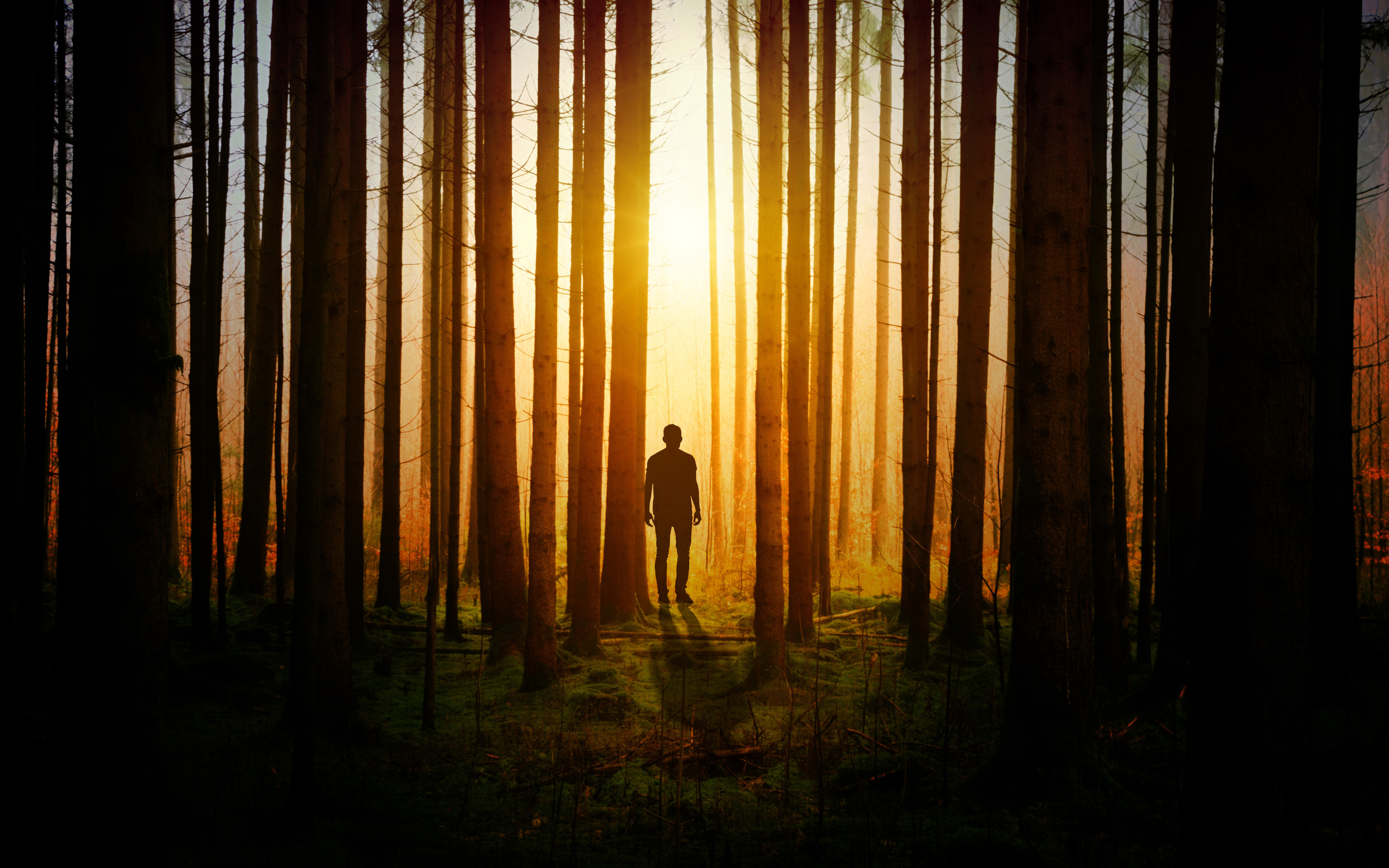 Alone In Forest Sunset 4k - Forest Sun And Person - HD Wallpaper 