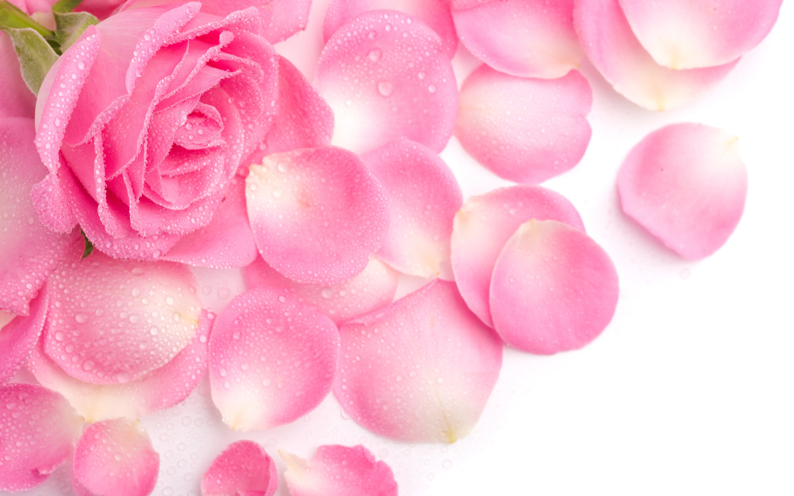 Download Love Pink Wallpaper Which Is Under The Love - Pink Rose Background Hd - HD Wallpaper 