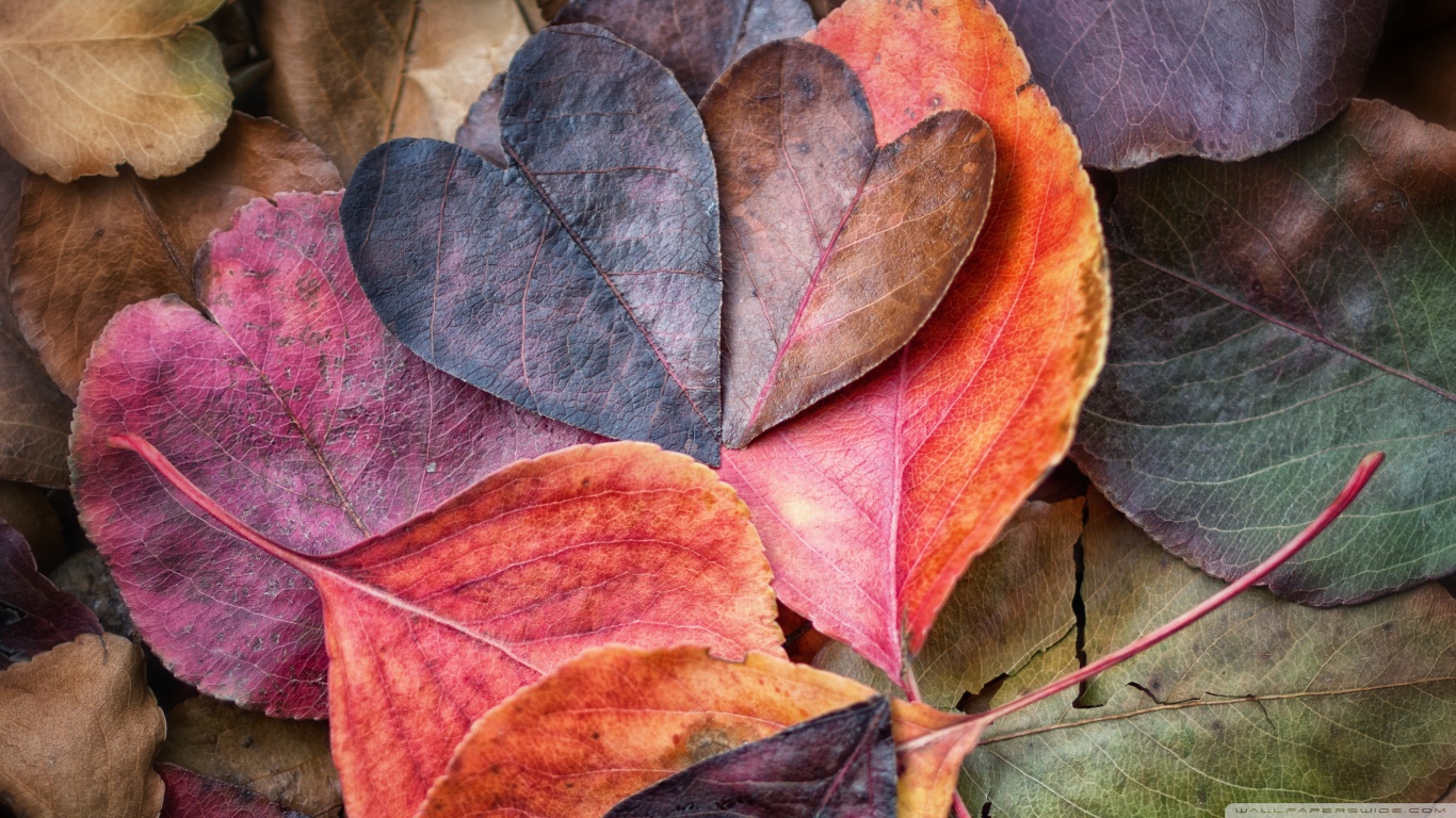 Wish Packages - Heart Leaves - HD Wallpaper 