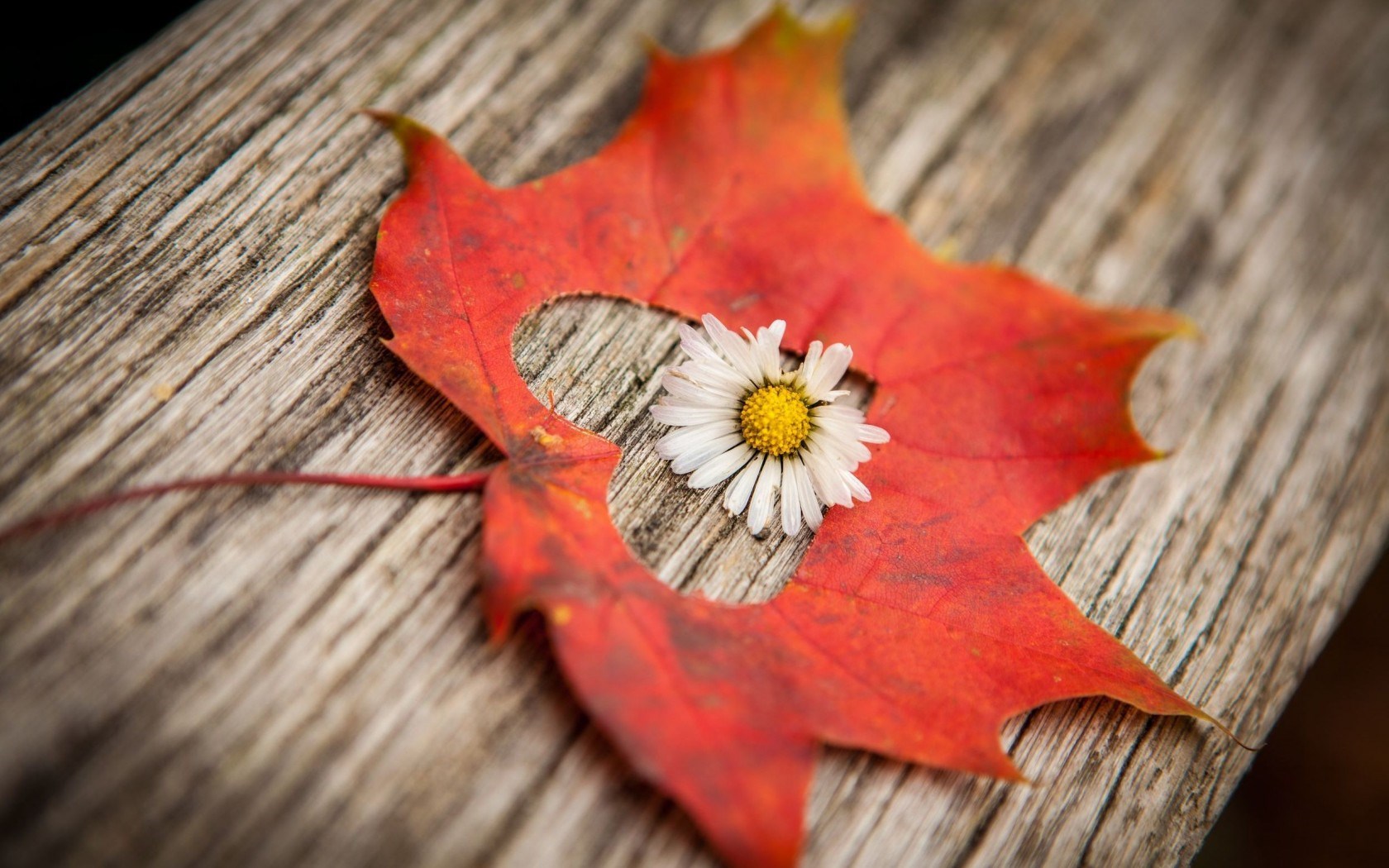 Autumn Flower Wallpaper Hd - HD Wallpaper 