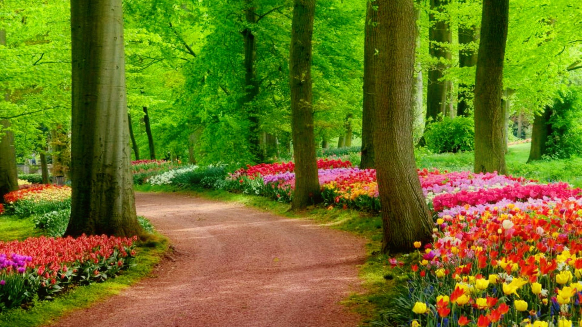 Nature Hd Images - High Resolution Nature Background - 1920x1080 Wallpaper Nature Hd Images - High Resolution Nature Background - 1920x1080 Wallpaper