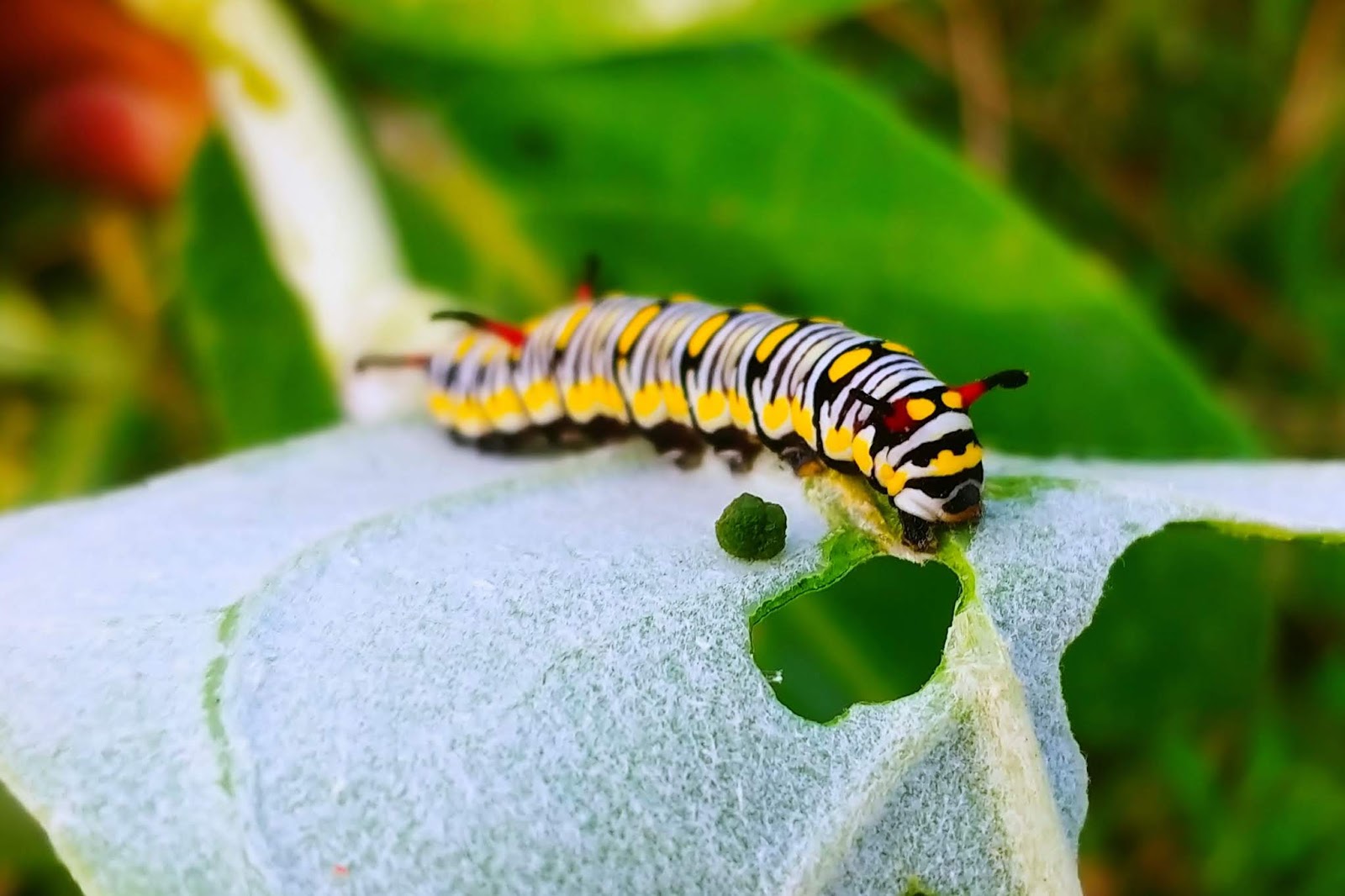 Nature Scene - Caterpillar - HD Wallpaper 