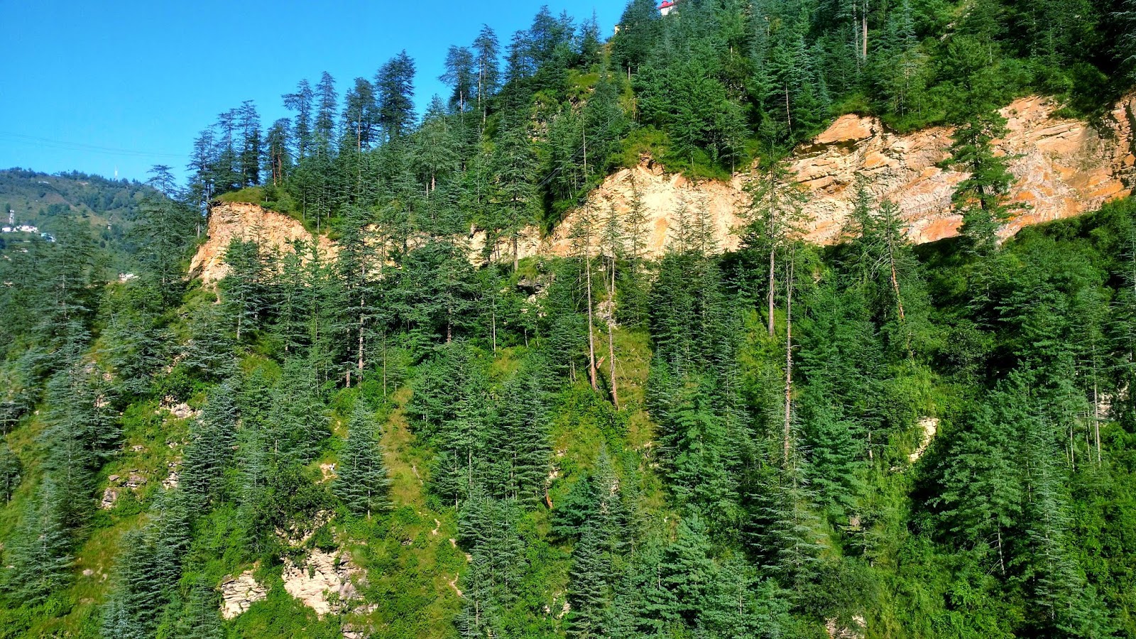Shimla Nature Trees - Spruce-fir Forest - HD Wallpaper 