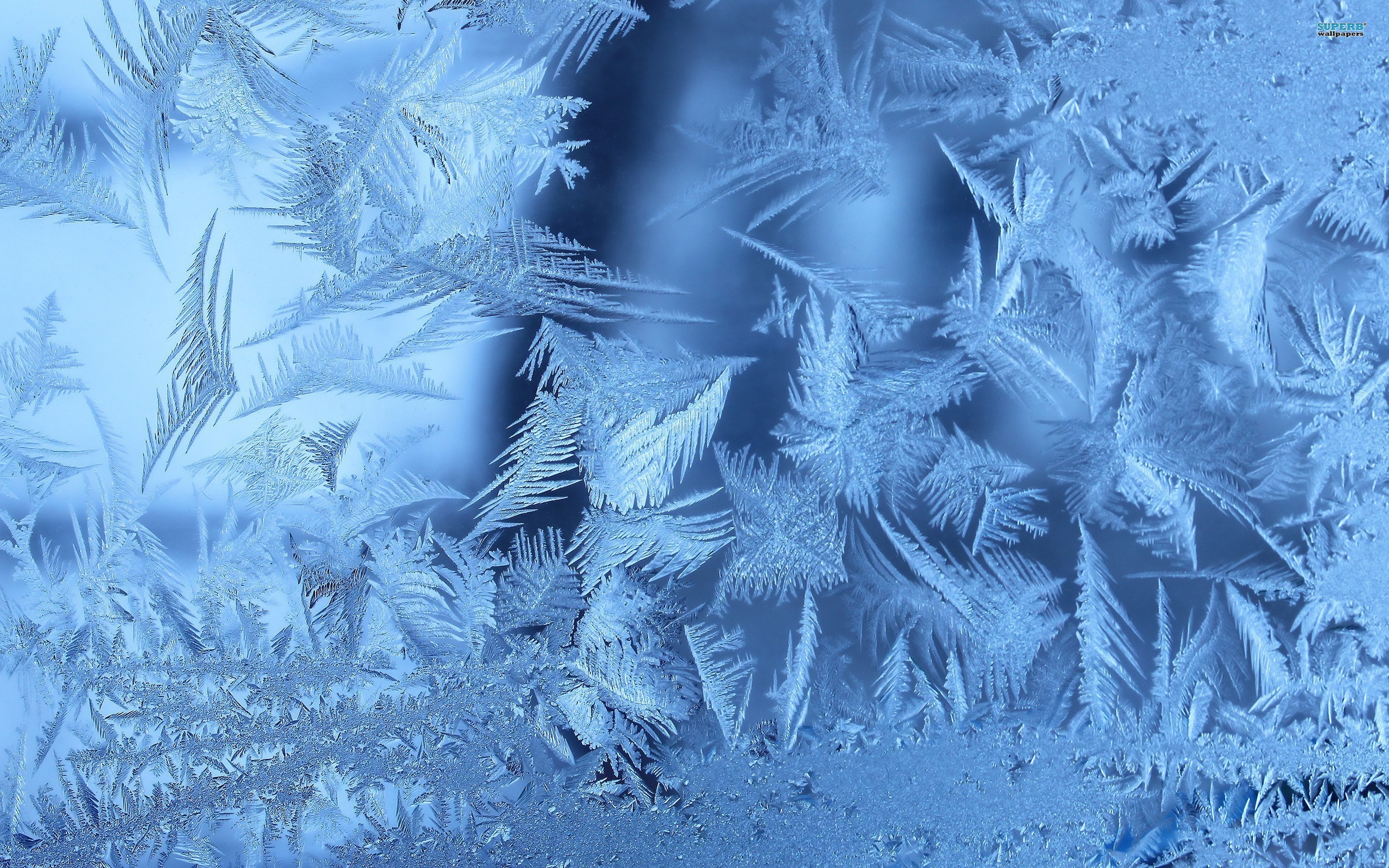 Download Wallpaper Frozen Winter Leaves - Frost Winter - HD Wallpaper 