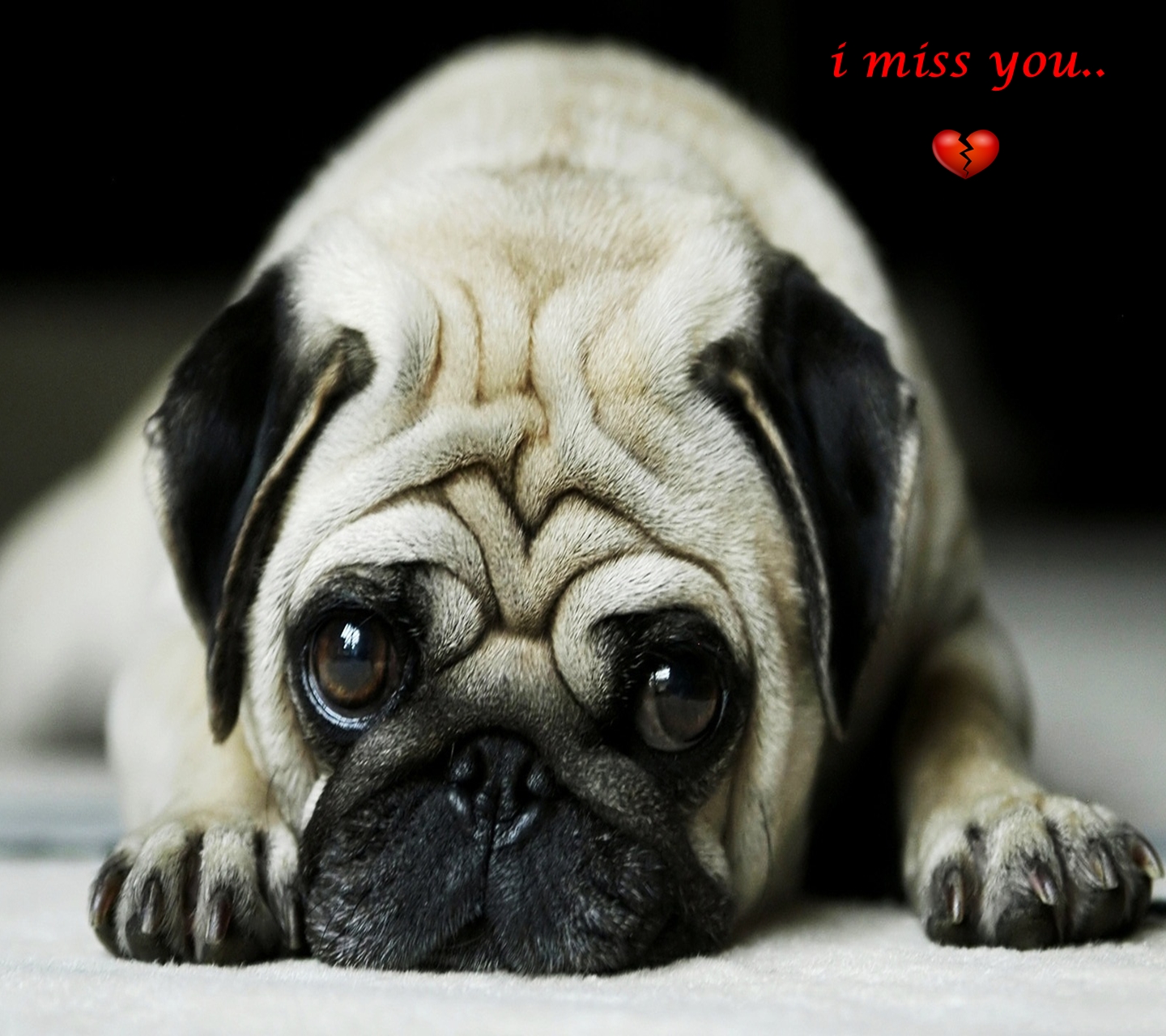 Cute Pug Backgrounds - HD Wallpaper 