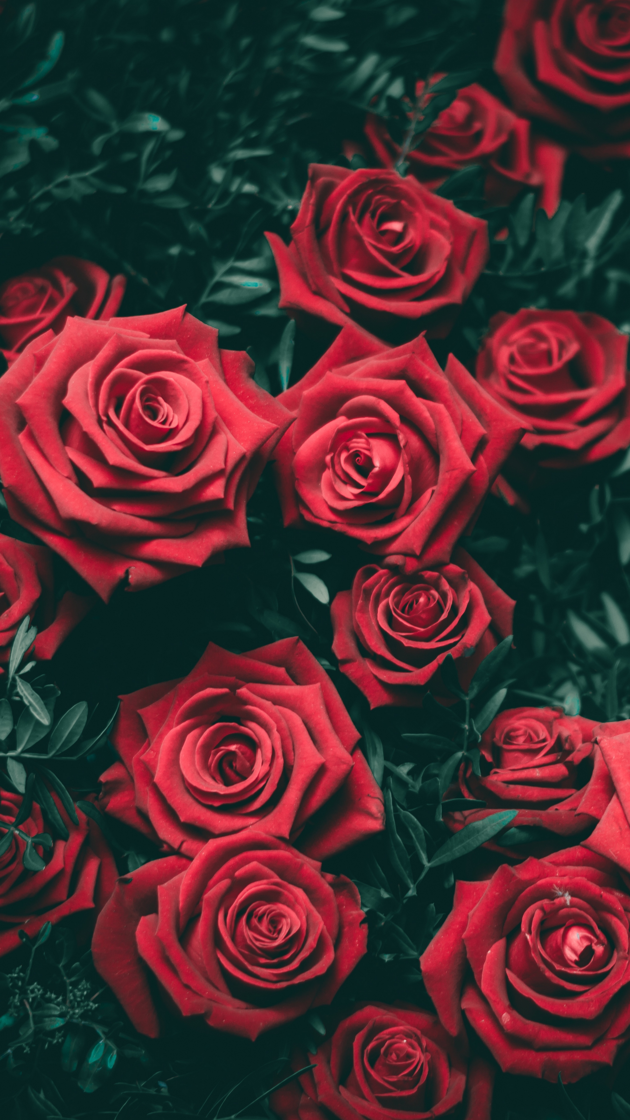 Iphone 7 Wallpaper Roses - HD Wallpaper 