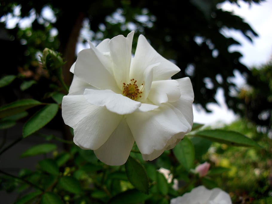 Bunga, Mawar, Indonesia, Flower, Beautiful, Flora, - Bunga Cantik Di Indonesia - HD Wallpaper 
