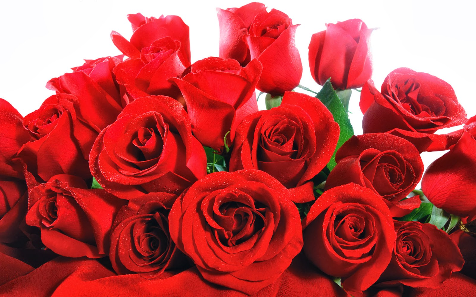 Wallpaper Bunga - Callaway Gardens - HD Wallpaper 