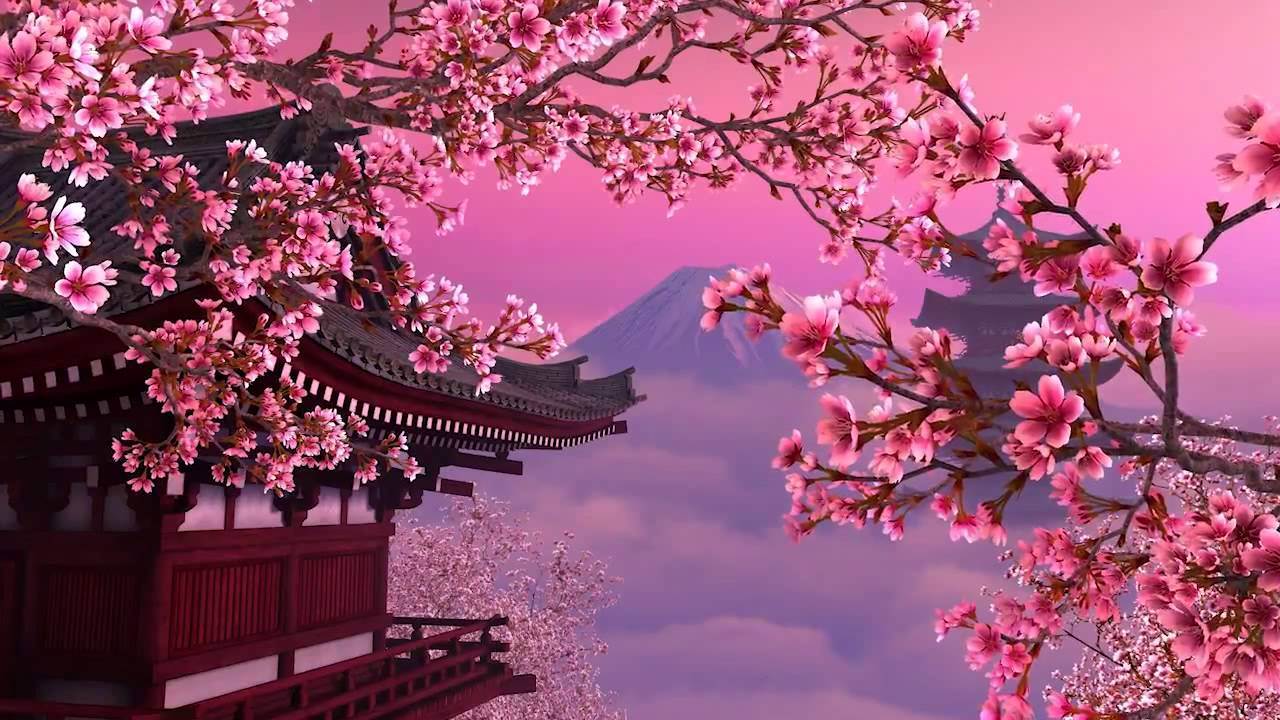 Sakura Tree - HD Wallpaper 
