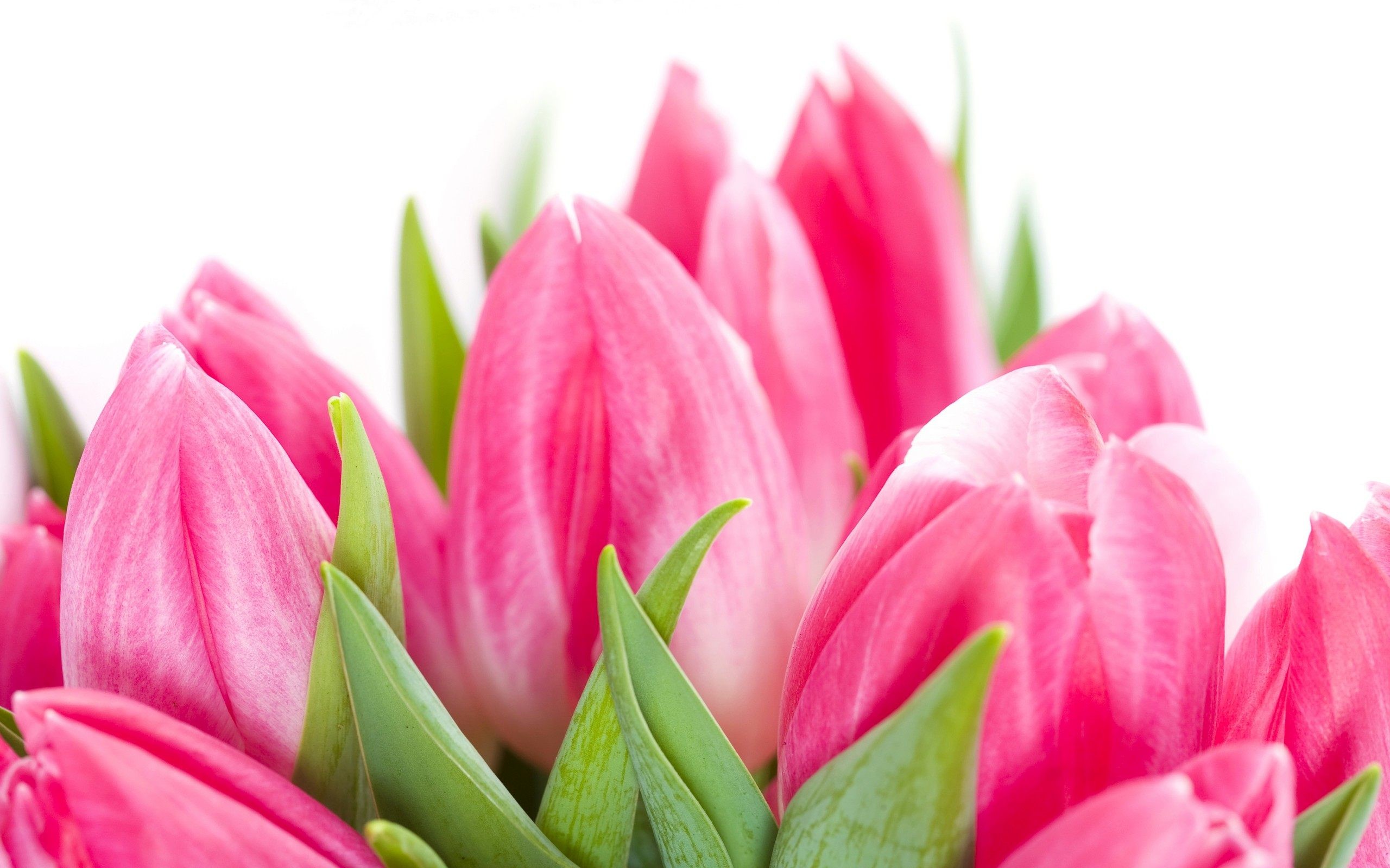 Wallpaper Bunga Tulip - Latest Good Morning Gif - HD Wallpaper 