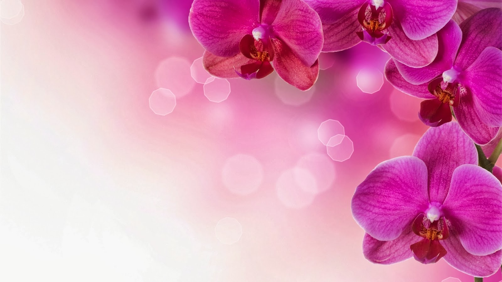Nice Flower Background - HD Wallpaper 