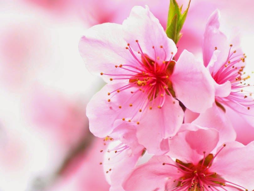Sakura Cherry Blossom Flower - HD Wallpaper 