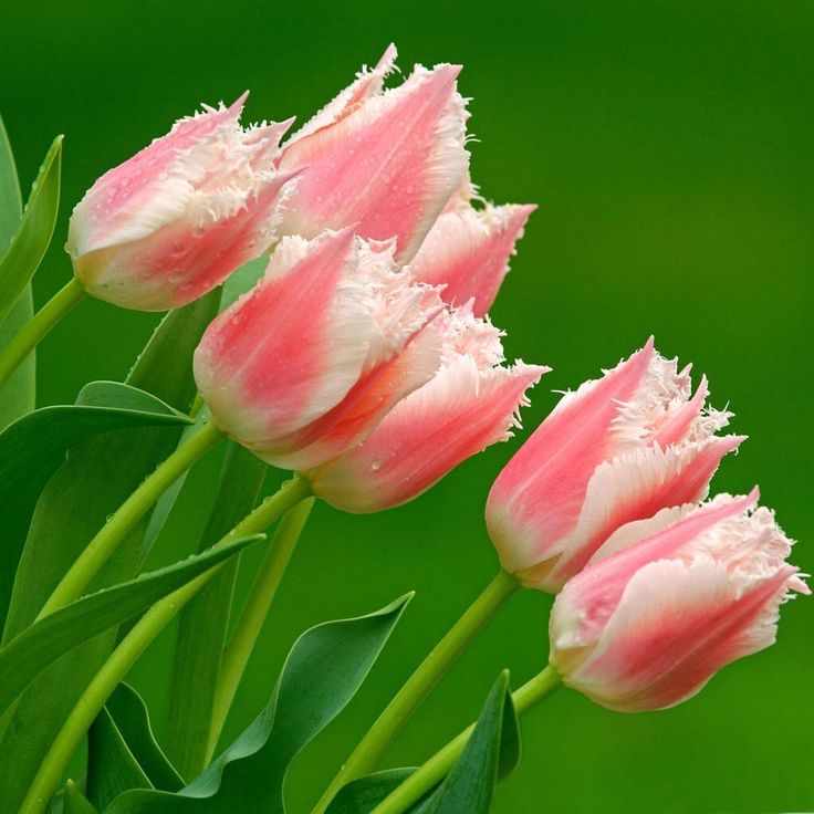 Images Of Beautiful Tulips Flowers 55 Awesome Ideas - High Resolution Beautiful Tulip - HD Wallpaper 