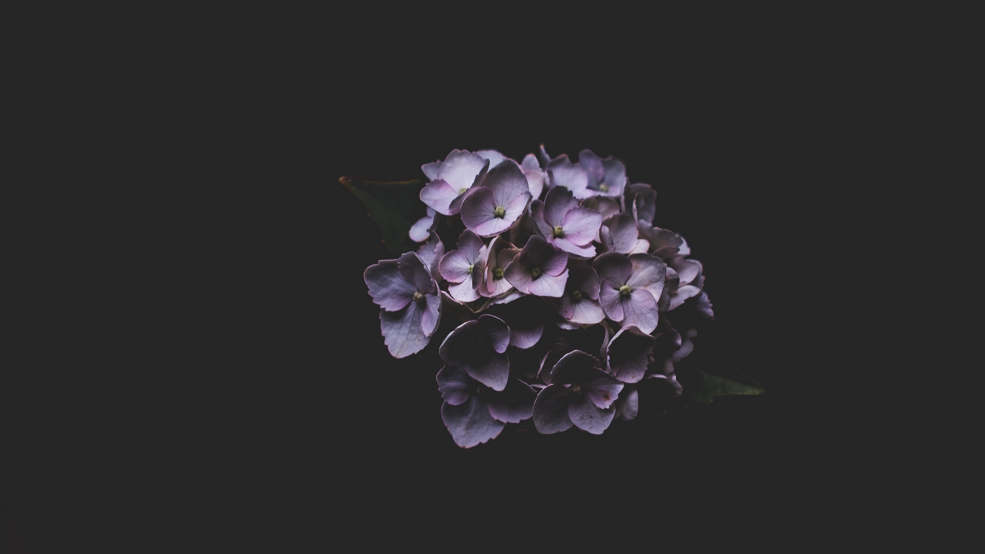 Wallpaper Hydrangea, Lilac, Petals - Hydrangea Wallpaper Black Background - HD Wallpaper 