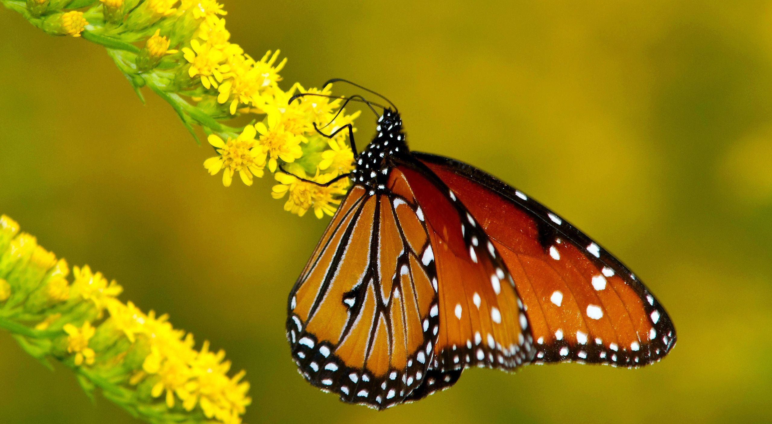 Flowers And Butterflies Hd Fb Cover Wallpaper 
 Data - High Resolution Monarch Butterfly - HD Wallpaper 