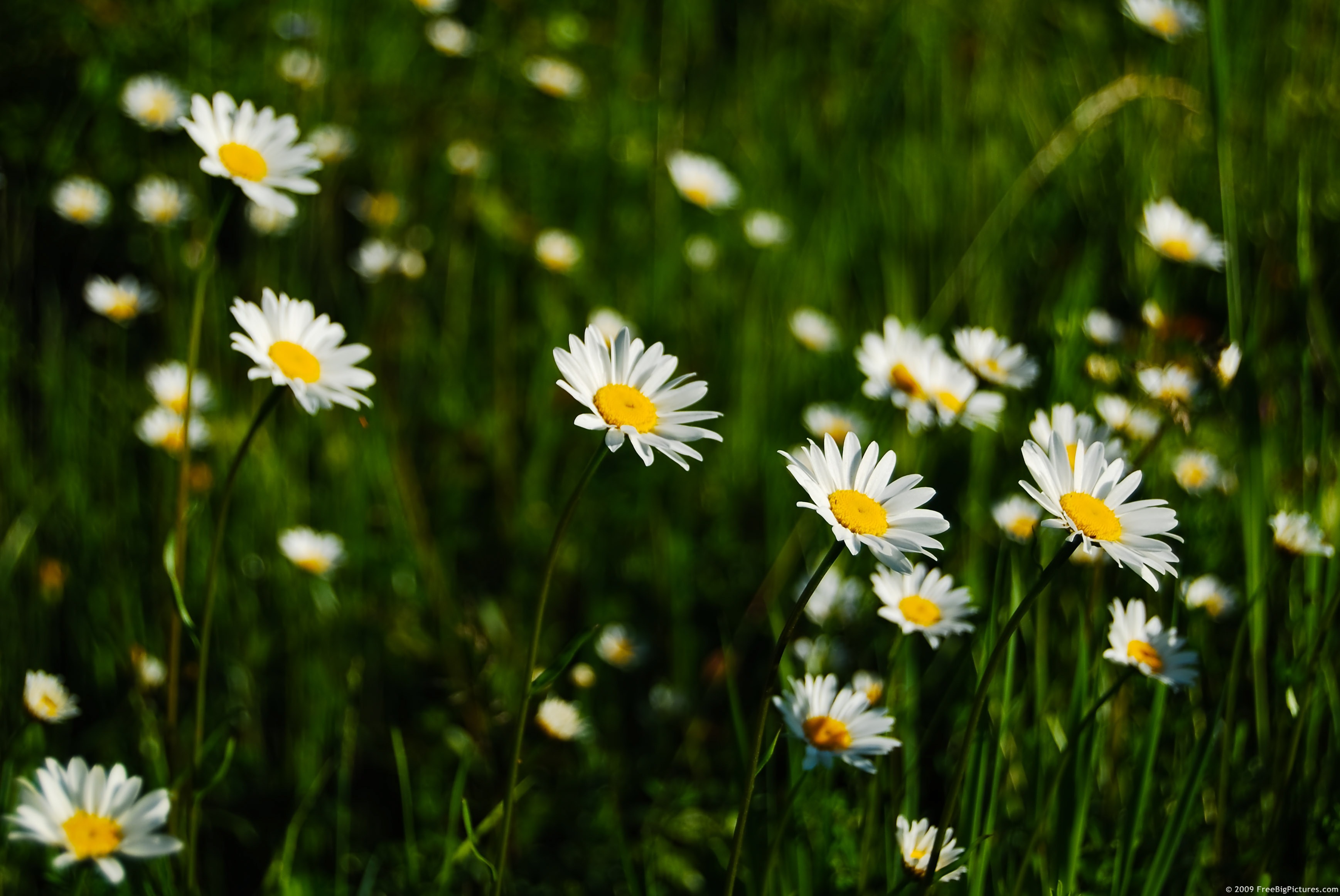 Pics Of Daisy