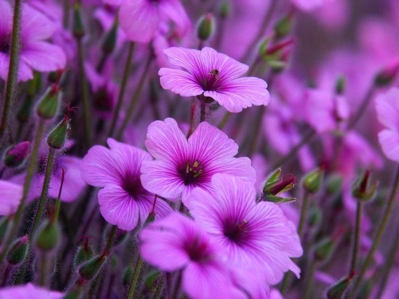 Autumn Flowers Wallpaper Color Pretty Purple Flowers - Free Autumn Flower - HD Wallpaper 