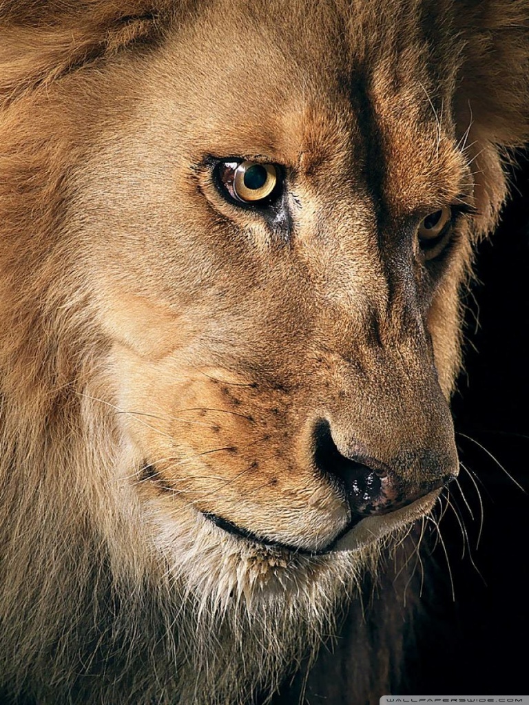 Ultra Hd Lion 4k - HD Wallpaper 