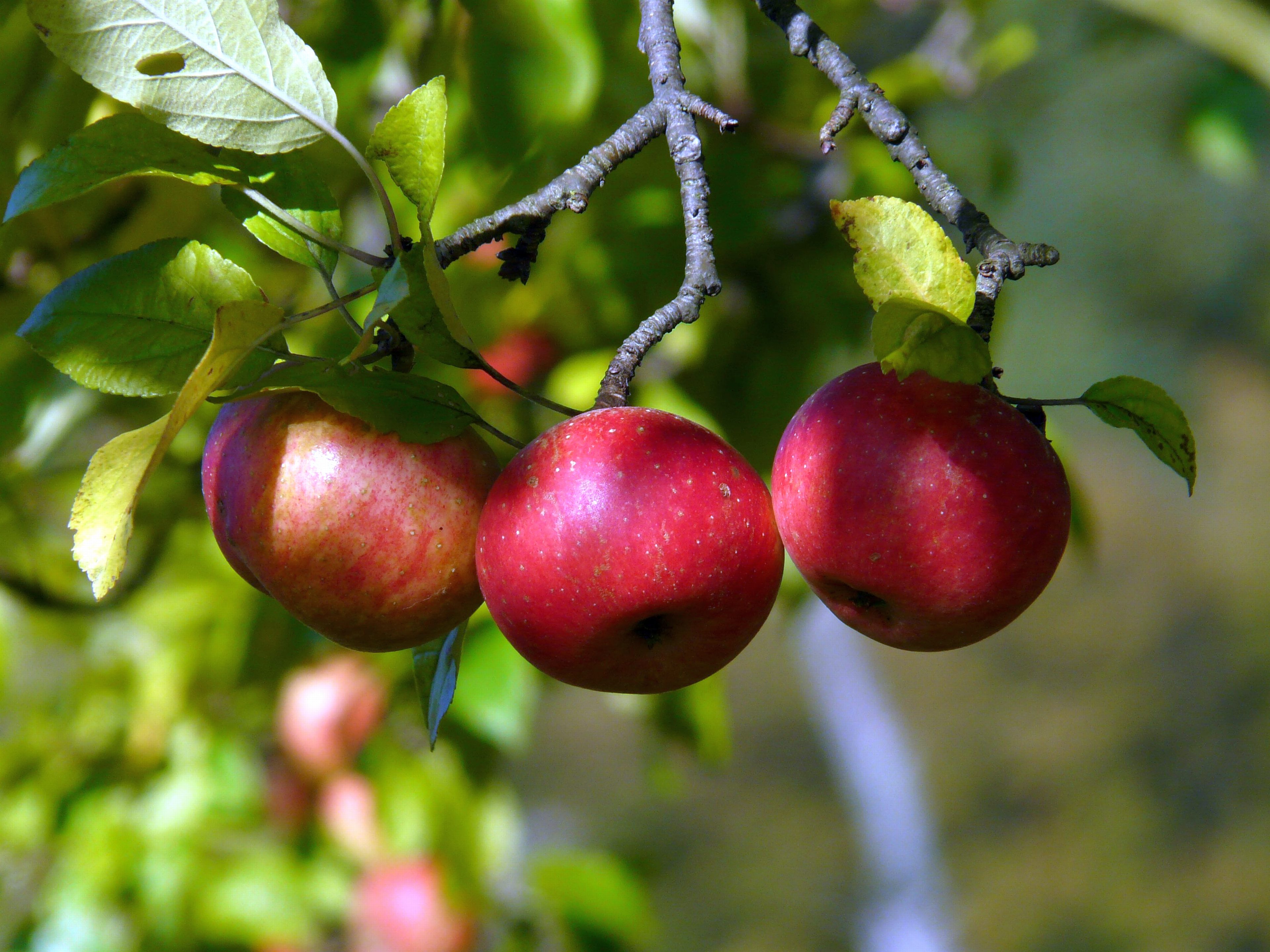 Элемент плодовое. Яблоня викор. Плодово-ягодные культуры. Плод яблони. Плодово ягодные деревья.