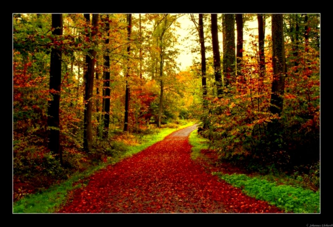 Forest Autumn Trees Leaves Path Road Woods Wallpaper - Autumn - HD Wallpaper 