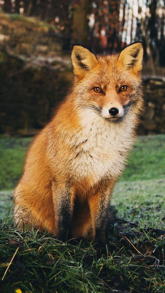 Red Fox - HD Wallpaper 