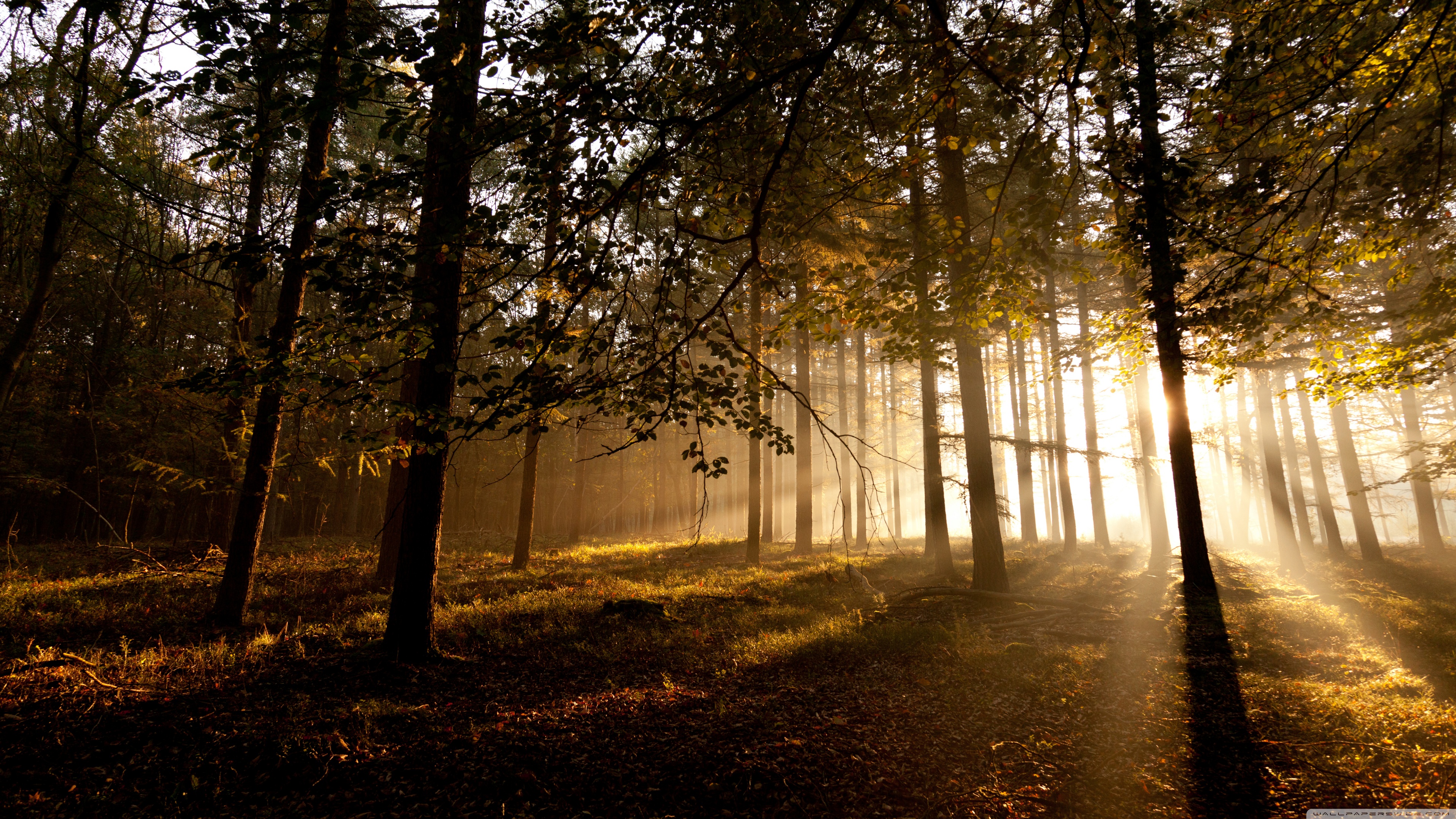 Mystic Falls Wallpaper Hd - HD Wallpaper 