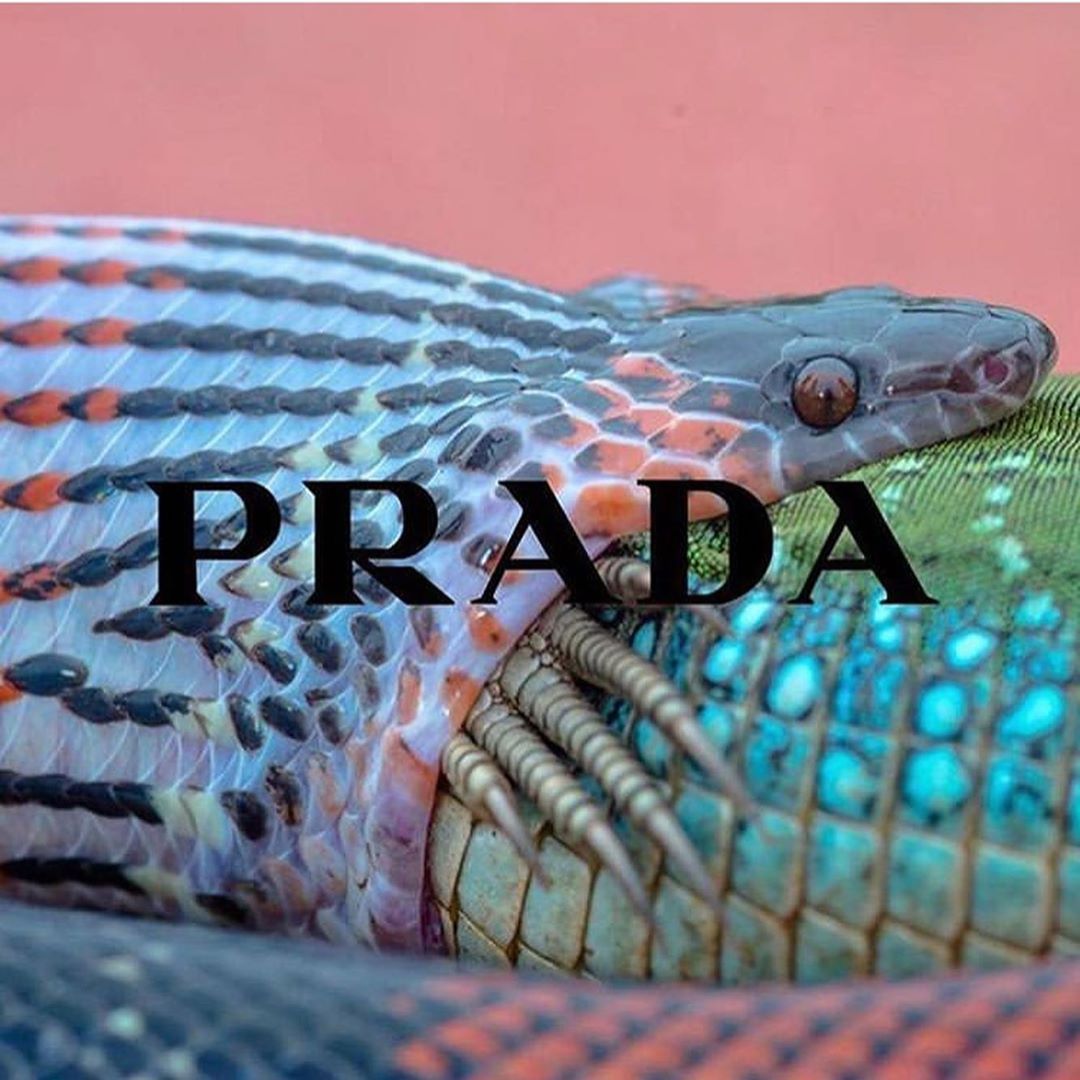 Fotografo Registra A Cobra Engolindo Um Lagarto - HD Wallpaper 