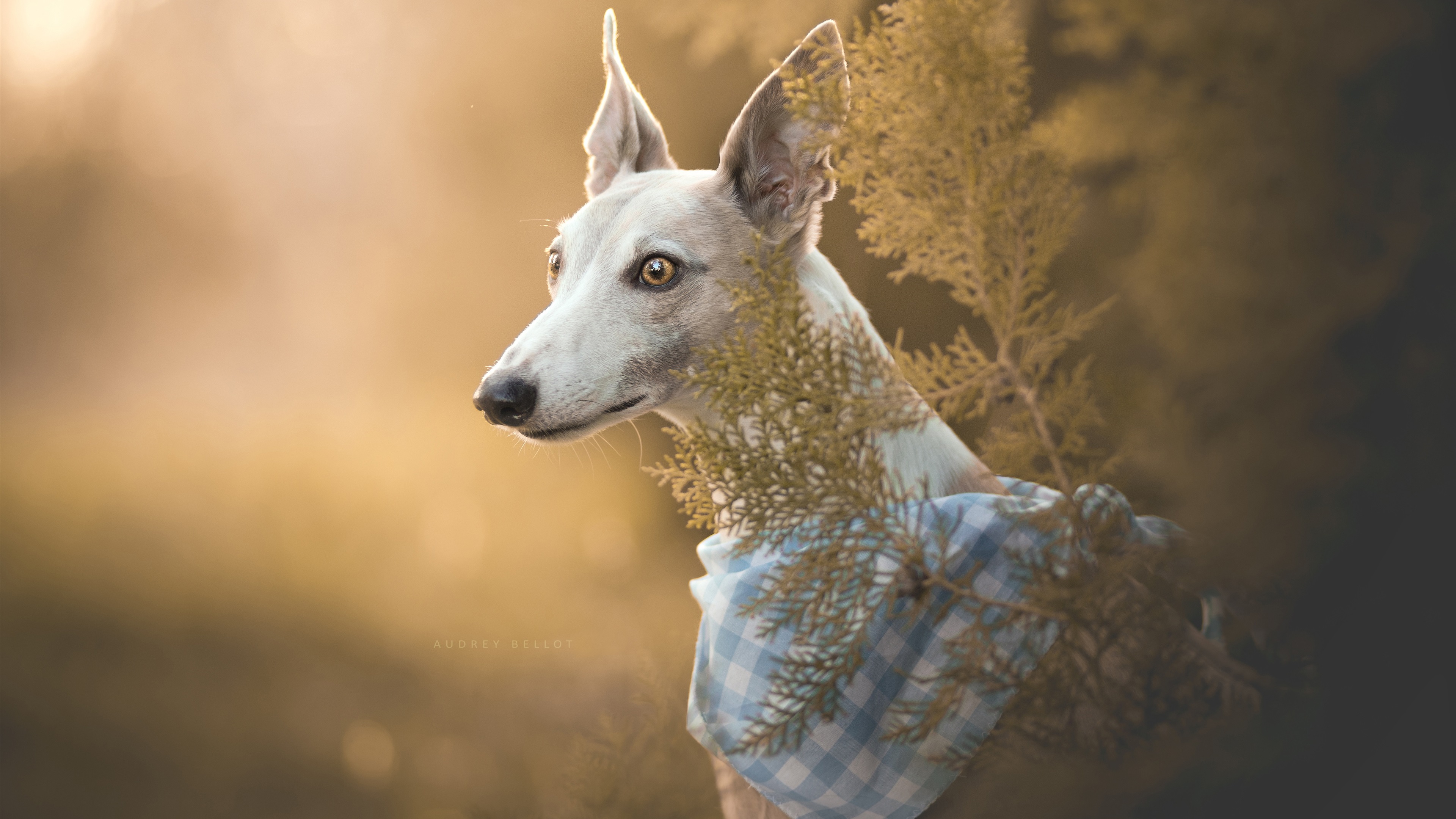 Wallpaper Italian Greyhound, Dog, Portrait Greyhound 3840x2160