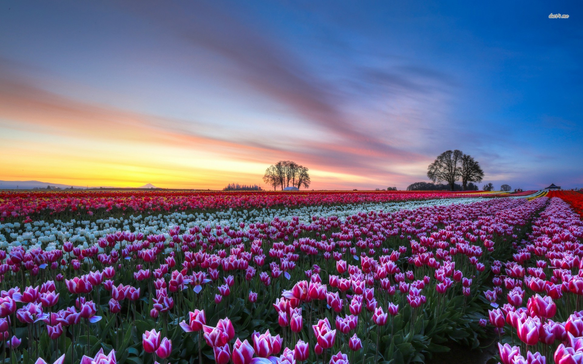Tulip Hd Photos, Gsfdcy - Tulip Fields - HD Wallpaper 